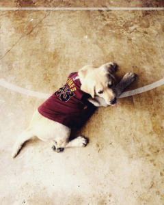 Cavaliers Dog Photoshop James Sismanes Maverick